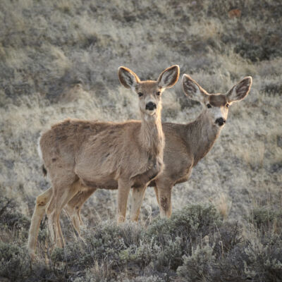 Wilderness Workshop – The conservation watchdog of nearly 4 million ...