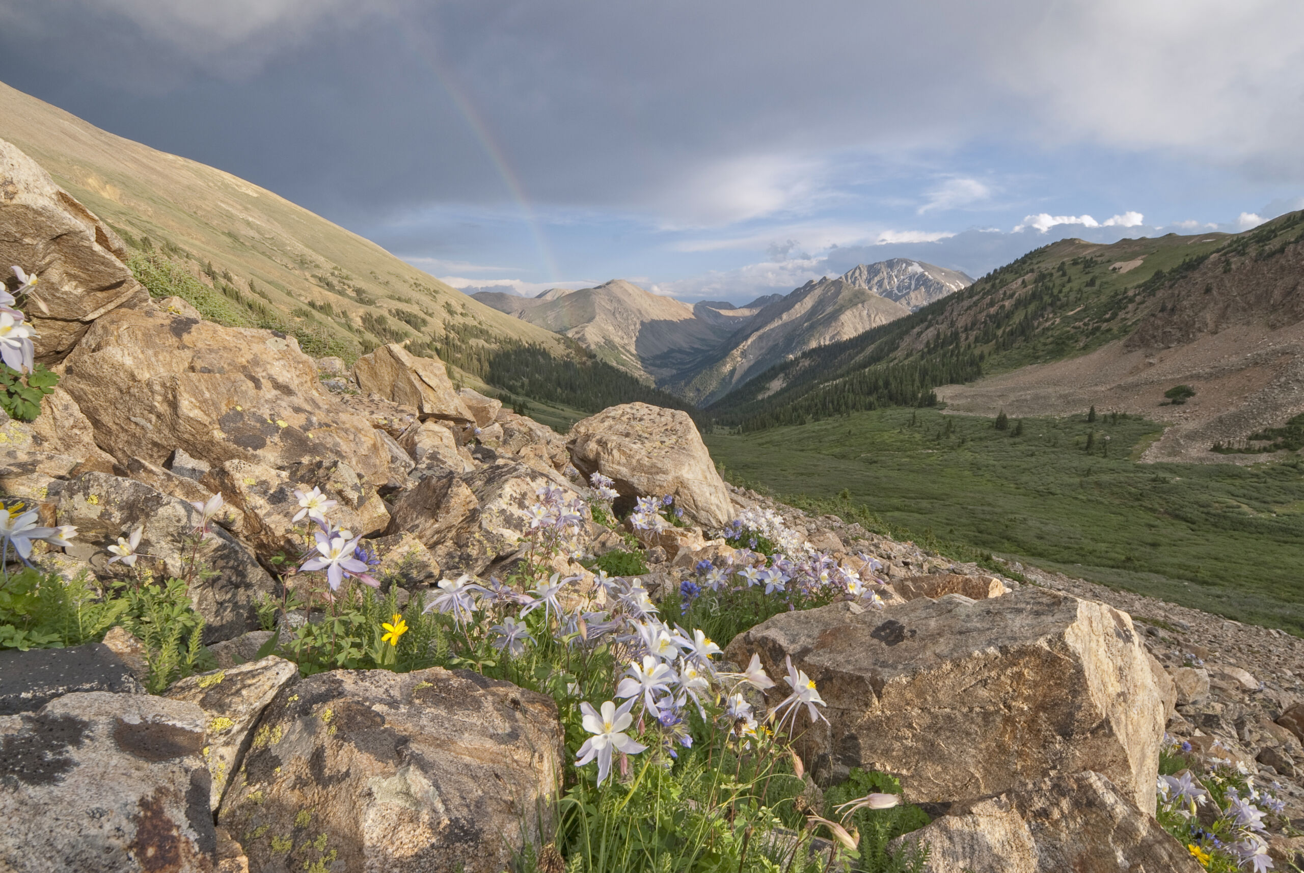 flowers and mountains