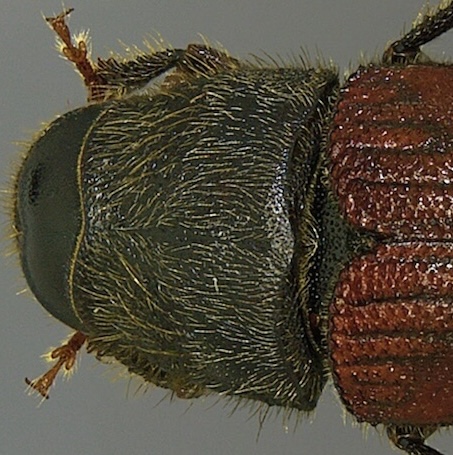 Douglas fir beetle