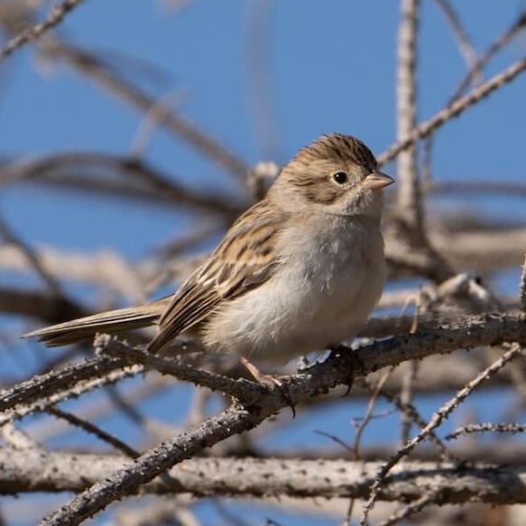 Bird on a bare branch