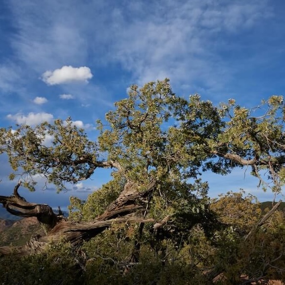 Bristlecone pine