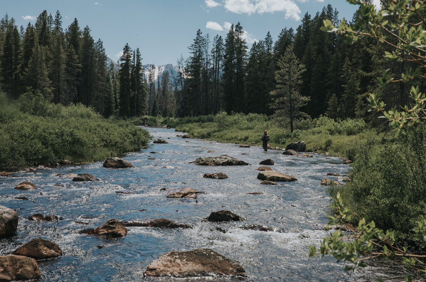 Homestake-BioBlitz