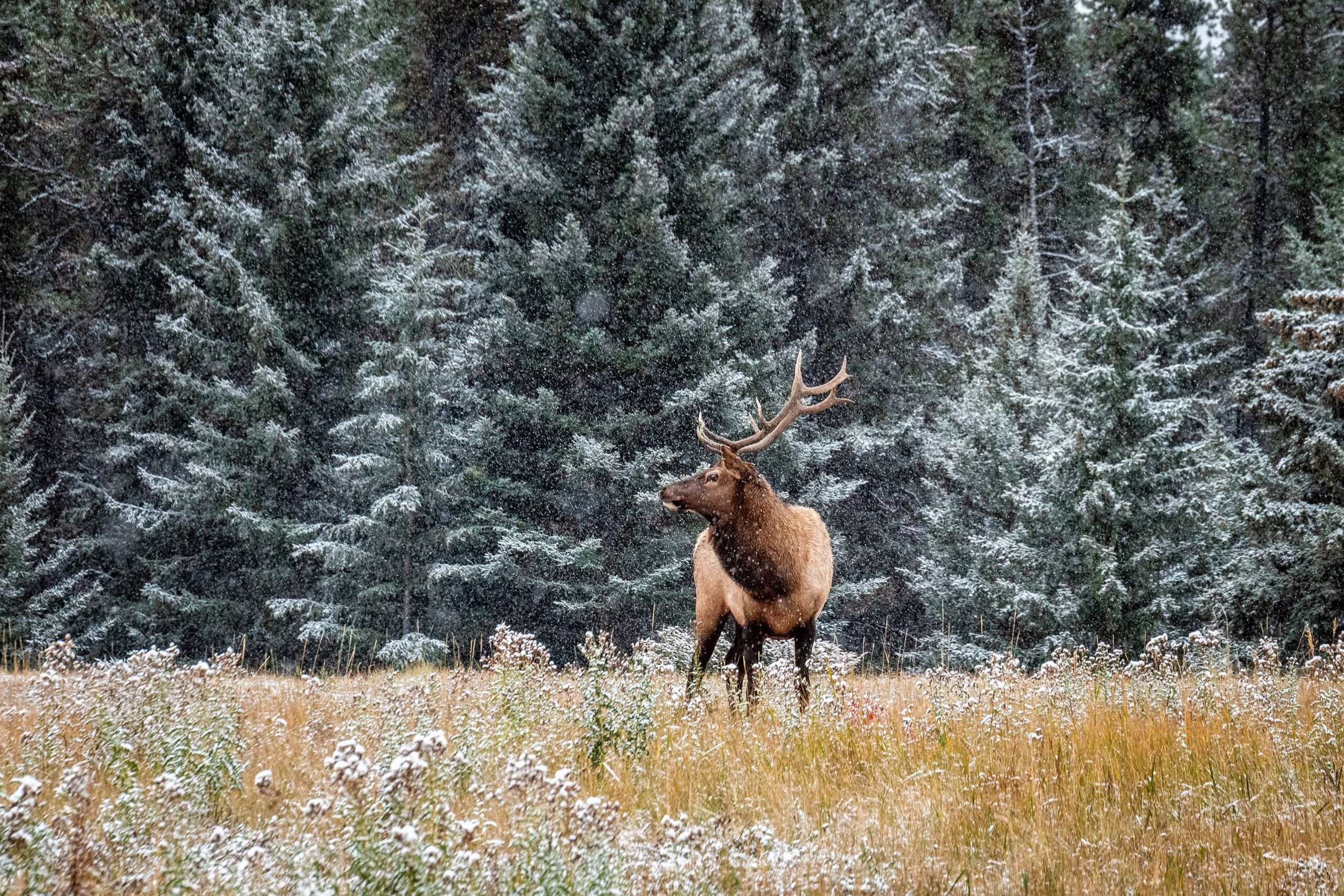 deer-forest (1)